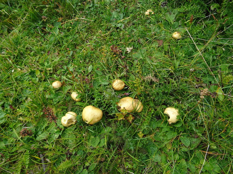 Suillus granulatus ?